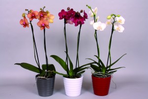 Orchideees_pot