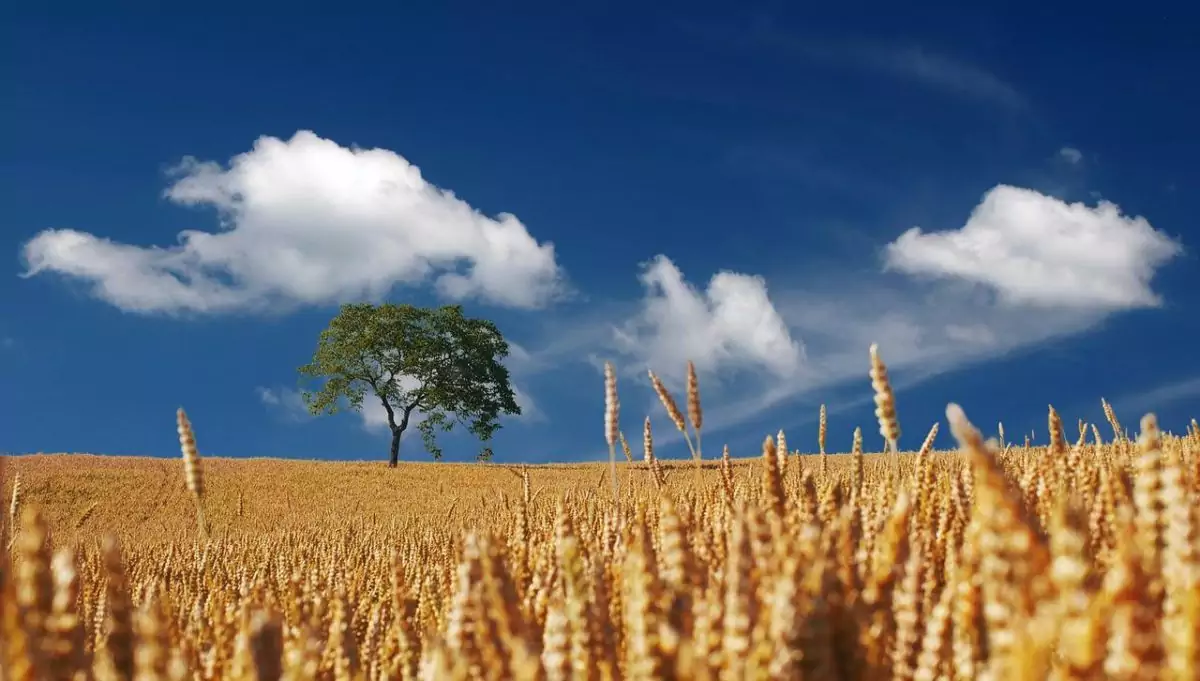Maladie d'Alzheimer et Canicule